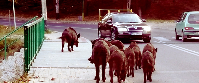 Stado dzików w mieście