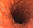 Nieswoiste zapalenia jelit u psów (NZJ, IBD - Inflammatory Bowel Disease)