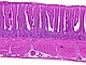Jelito biodrowe kury