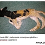 Zakażenia wirusem Schmallenberg Zakażenia wirusem Schmallenberg