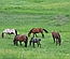 FETOTOMY IN A MARE