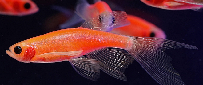 Mała rybka akwariowa danio pręgowany być może stanie się szansą na opracowanie lekarstwa na raka piersi.