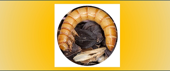 KONFERENCJA NAUKOWA „Hodowla owadów na cele paszowe i żywieniowe”